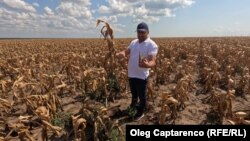 Agricultor din Giurgiulești, raionul Cahul, arată consecințele secetei din sudul R. Moldova, septembrie 2023.