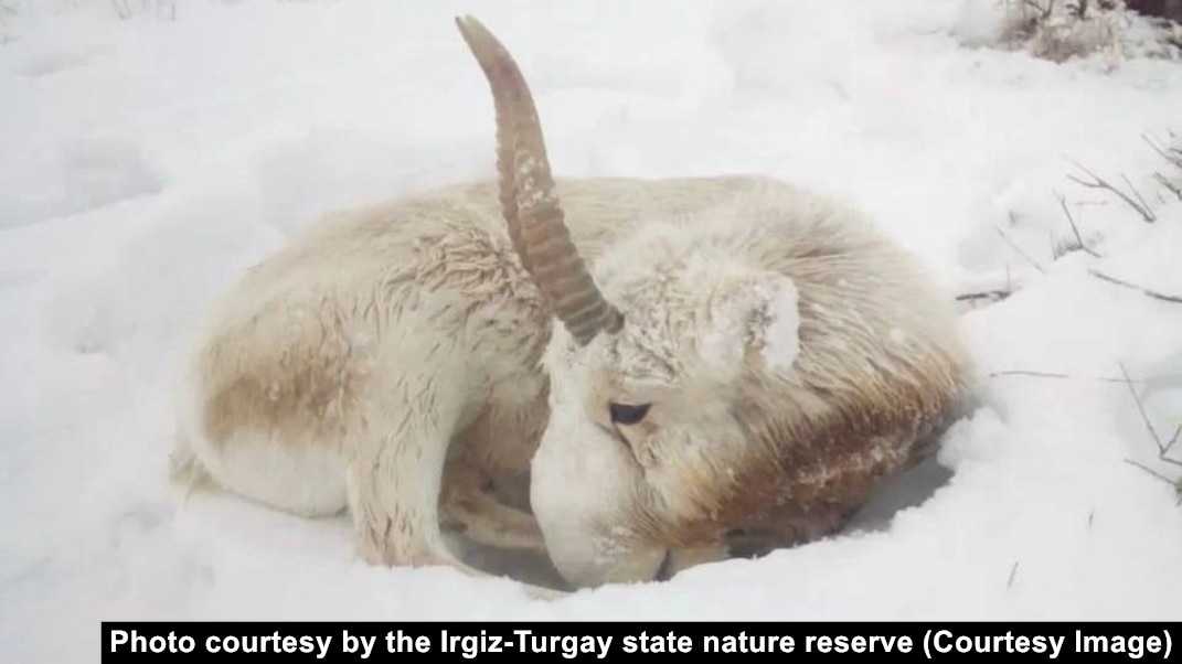 Сексуалдық массаж порно жасырын камера азиатки