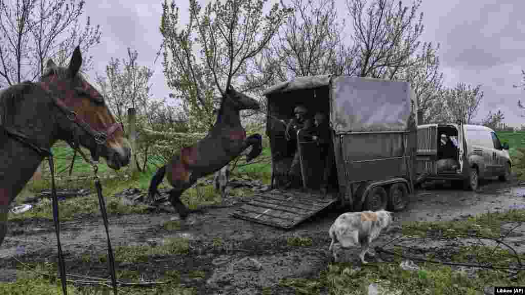 Украински войници и доброволци се опитват да натоварят коне в камион, за да ги евакуират от изоставена ферма край атакувания от месеци от руските сили източен град Авдиивка, 25 април 2023 г.