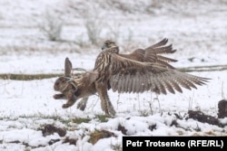 Сокол ловит зайца на турнире по охоте с ловчими птицами. Алматинская область, 14 октября 2023 года