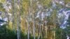 'Makova sedmica', šuma u blizini Subotice