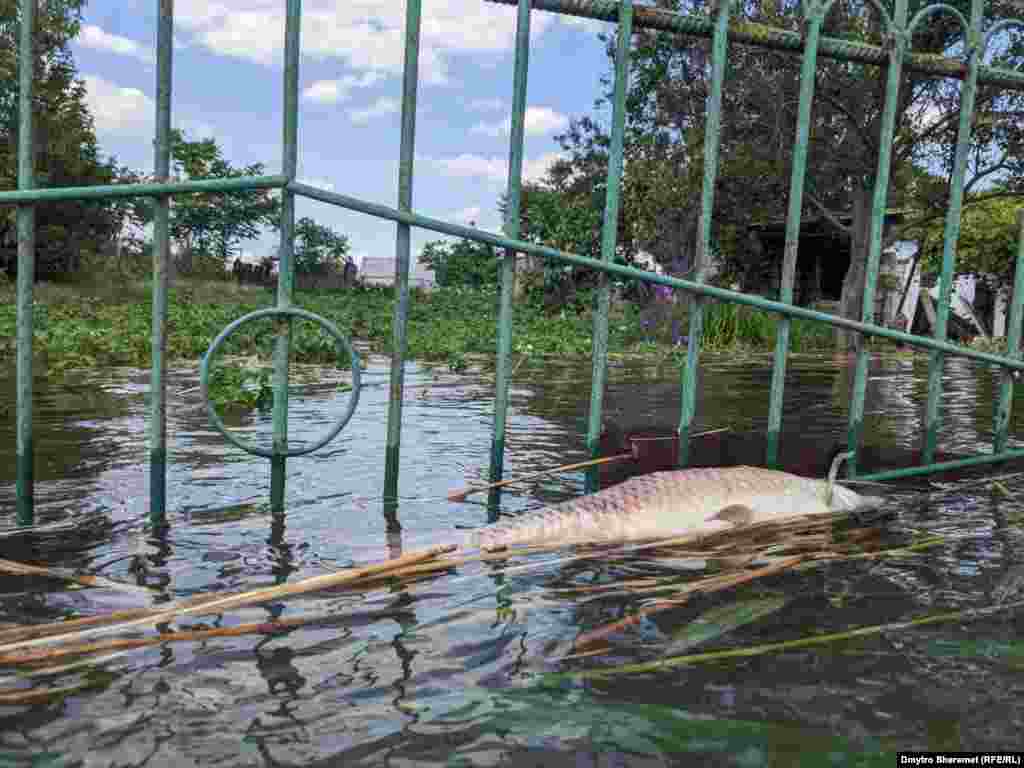 У затопленому селі можна побачити мертву рибу