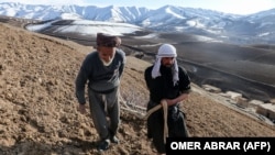 کشاورزان در افغانستان با استفاده از وسایل ابتدایی کار دشوار کشت و زراعت را به پیش می برند