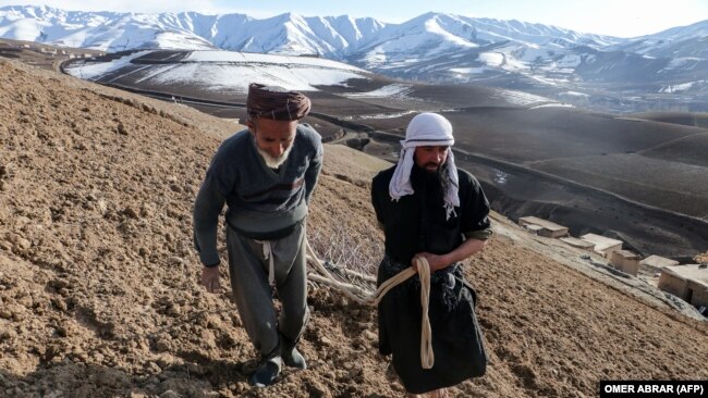 افغانستان - شماری از دهقانان از کشت کوکنار دست کشیده‌اند