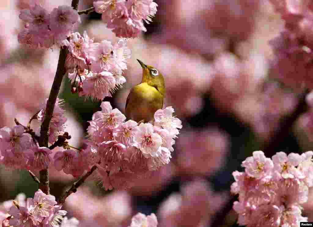 Një zog shihet në degën e një qershie që ka lulëzuar në një park në Tokio, Japoni.