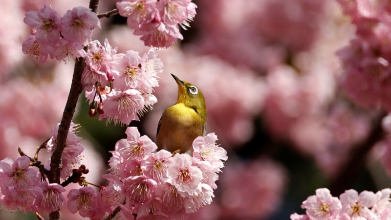 Sezoni i lulëzimit të qershisë nëpër botë  