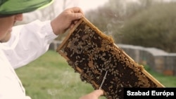 Apicultor din Ungaria în acțiune. Producătorii de miere din Europa Centrală s-au plâns mereu că importul ieftin din Ucraina le strică afacerile.