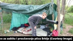 Volonterka Društva za zaštitu i proučavanje ptica Srbije