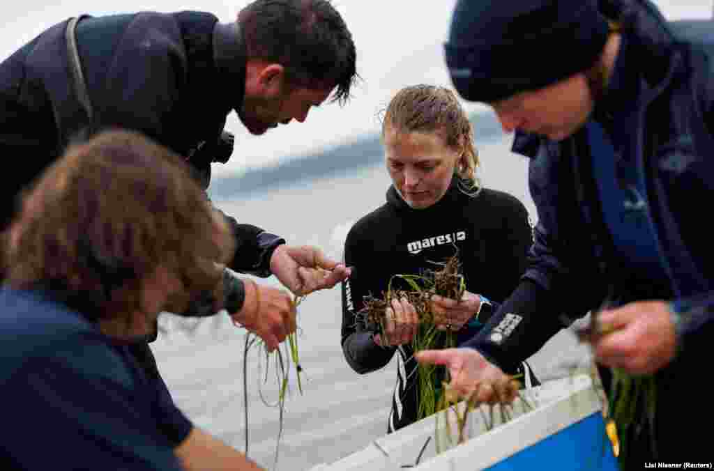 Flo Stadler, a Sea Shepherd tengerészeti természetvédelmi csoport kampányának vezetője, valamint Angela Stevenson, a GEOMAR munkatársa ültetvényről leszedett tengerifűhajtásokat kötegel egy polgári búvártanfolyam során