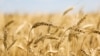 Украина подала иски в ВТО из-за запрета на ввоз зерна в соседние страны