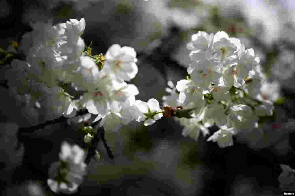Një pamje nga afër tregon lulet e një peme qershie në kopshtin botanik Jardin des Plantes, në ditën e parë të pranverës në Paris, 20 mars 2024