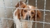 Pas u jednom od kaveza u podgoričkom azilu za izgubljene i napuštene kućne ljubimce kojim upravlja preduzeće Čistoća" (foto arhiv)