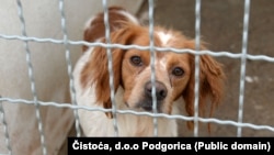 Pas u jednom od kaveza u podgoričkom azilu za izgubljene i napuštene kućne ljubimce kojim upravlja preduzeće Čistoća" (foto arhiv)