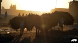 Afghan nomads carry firewood on donkeys in Kandahar Province.