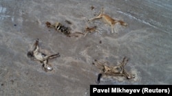 Animal carcasses lie on the ground outside the village of Tushchykudyk amid a severe drought in the Mangystau region in July 2021.