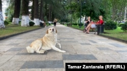 მიუსაფარი ძაღლი ზუგდიდის პარკში. 2023 წლის აგვისტო