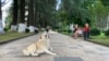 В Оренбургской области бездомных собак будут убивать "без зрителей"
