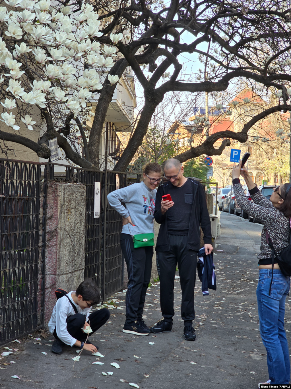 Băiețelul se joacă cu petalele de magnolii de pe trotuar. Nimeni nu își permite să rupă &bdquo;o amintire&rdquo; din arborele de magnolie.&nbsp;