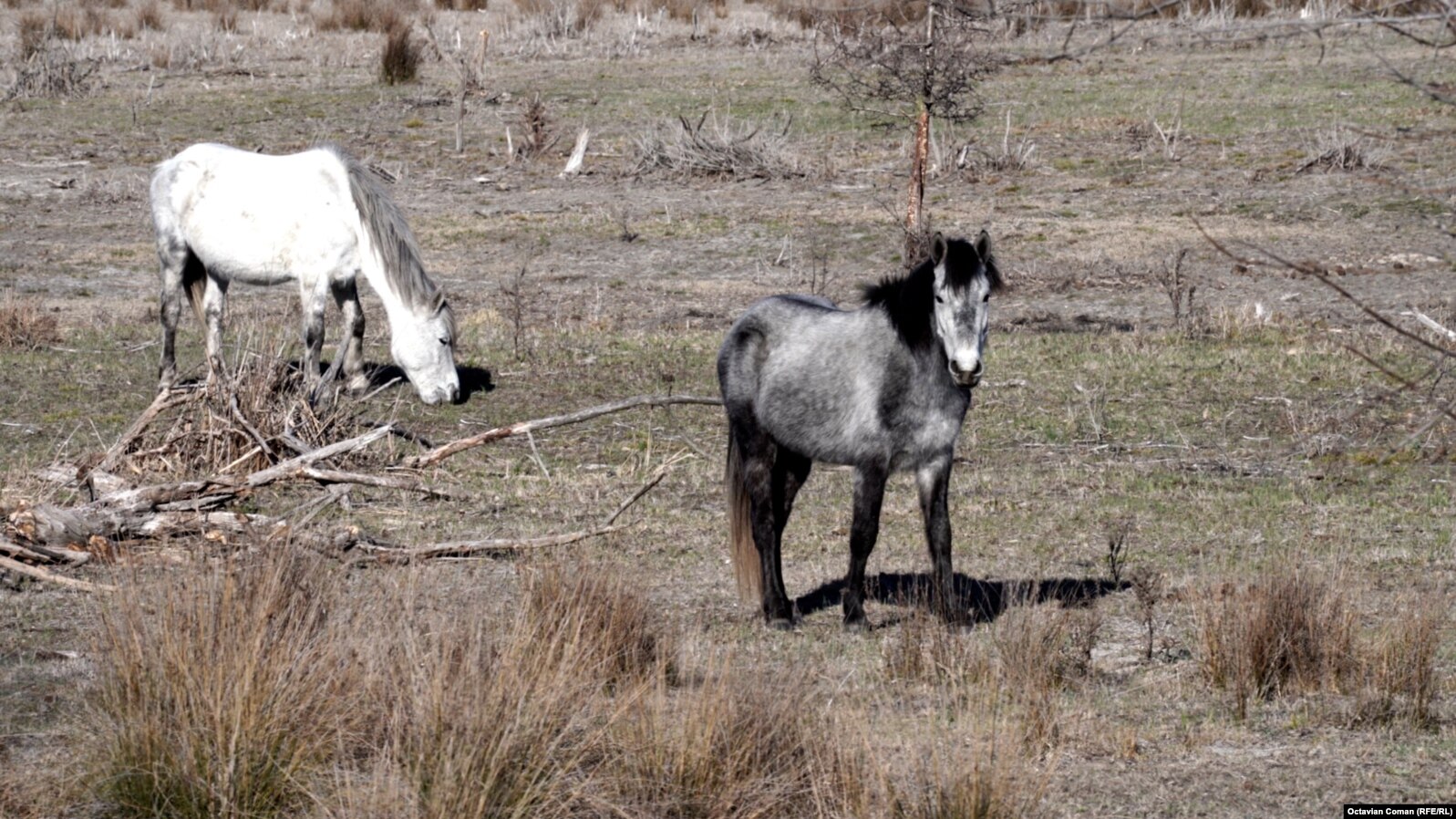 Az állatvédő csoportok szerint a lovak vadon élő állatok, ezért nem lehet gazdájuk