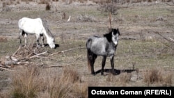 Animal rights groups say the horses are wild and therefore cannot have owners.