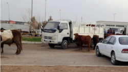 Türkmenabadyň mal bazary (arhiw suraty). 