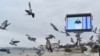 Гълъби на плажа в Севастопол в окупирания Крим на фона на видео екран, по който се предава пряко реч на Владимир Путин, 21 февруари 2023 г.