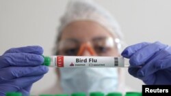 Cases of bird flu have raised the concerns of the poultry industries in the Balkan region and elsewhere. (file photo)