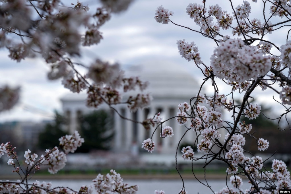 Memoriali Thomas Jefferson shihet përmes luleve të qershisë përtej pellgut Tidal në Uashington, 19 mars 2024.
