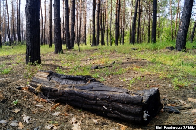 Знищене російськими військовими дерево у заповіднику