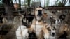 Azil Riska u Beogradu zbrinjava 250 pasa 