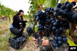 یک تاکستان در بوردو که شراب ارگانیک تولید می‌کند