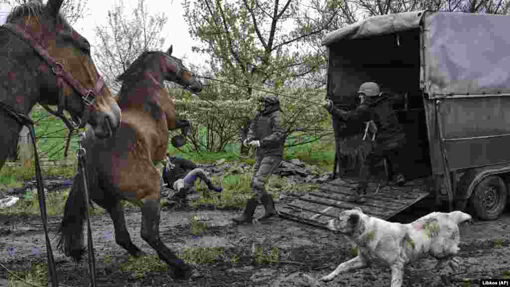 Katonák és civil segítőik próbálják a lovakat a szállítójármű felé terelni