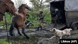 Як українські військові рятували покинутих коней від російської артилерії в Авдіївці (фоторепортаж)