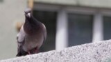 pigeon in Sarajevo