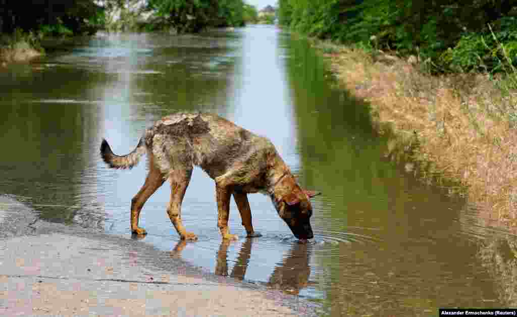 A dog drinks water on a flooded road in the settlement of Korsunka.&nbsp;Southern Ukraine was an arid plain until the damming of the Dnieper River 70 years ago.&nbsp;The Kakhovka dam was the last of six dams on the river. &nbsp;
