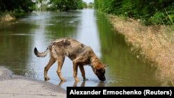 Собака п’є воду на затопленій дорозі після обвалу дамби у Новій Каховці