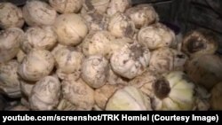 Сапсаваная белакачанная капуста