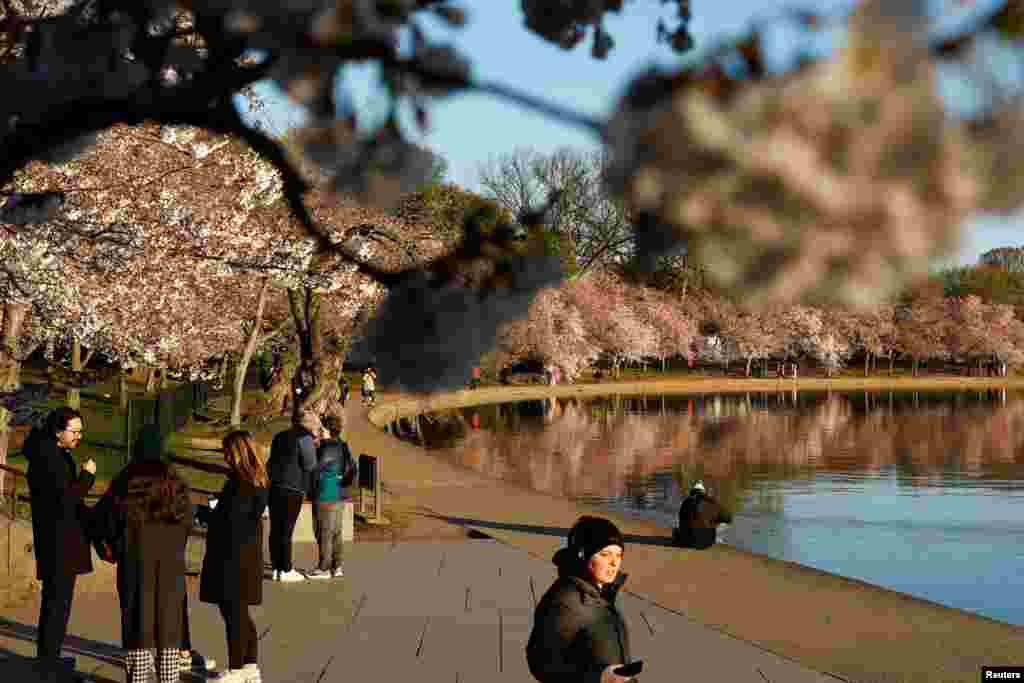 Njerëzit duke ecur gjatë lindjes së diellit midis luleve të qershisë, të cilat zyrtarët presin të arrijnë kulmin e tyre në ditët e ardhshme, përgjatë basenit në Uashington, SHBA.&nbsp;