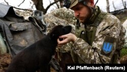 Чотирилапі «побратими» підтримують бійців ЗСУ на фронті 