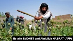 د طالبانو ځواکونه د کوکنارو د کروندو د ویجاړولو پرمهال