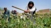 پیش از آغاز دواپاشی مزارع کوکنار طالبان با استفاده از شیوه های معمولی به تخریب کشتزار های کوکنار پرداخته بودند