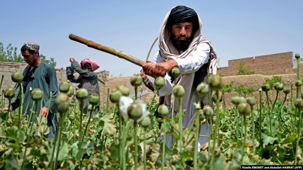 یک جنگجوی طالبان در سال ۲۰۲۳ مزرعه خشخاش را در ولایت قندهار در جنوب افغانستان از بین می‌برد.