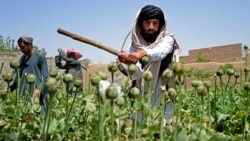 A Taliban fighter destroys a poppy field in Afghanistan's southern province of Kandahar in 2023. 