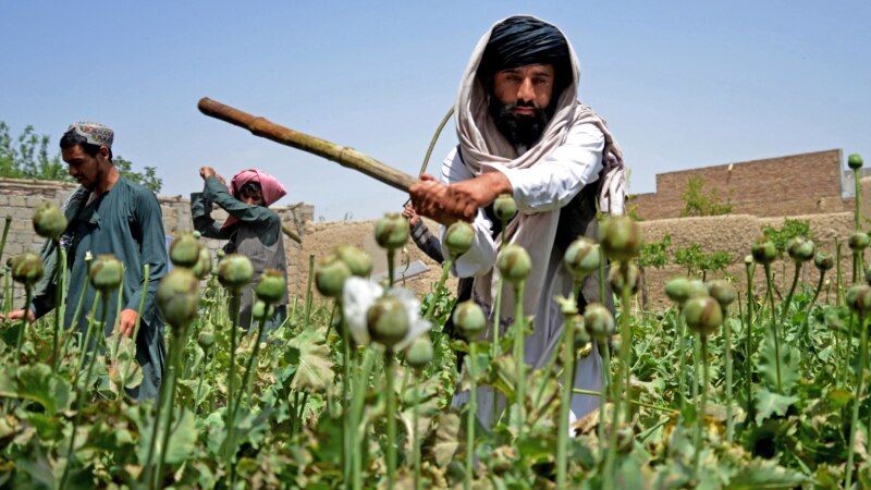 طالبان تخریب مزارع کوکنار را با روش ادویه پاشی آغاز کردند