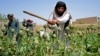Taliban security personnel destroy a poppy plantation in Sher Surkh village of Kandahar Province in April.
