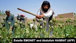 Taliban security personnel destroy a poppy plantation in Sher Surkh village of Kandahar Province in April.