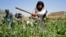 Taliban security personnel destroy a poppy plantation in Sher Surkh village of Kandahar Province in April.
