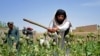 تخریب مزارع کوکنار از سوی افراد طالبان 
