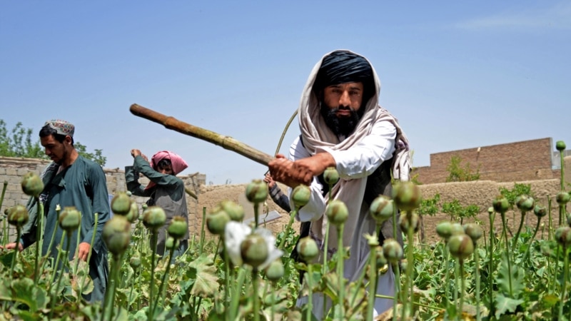 یک مقام ایرانی: نشانه یی از کاهش تولید مواد مخدر در افغانستان به چشم نمیخورد