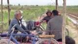 Фермеры Таджикистана бросают свои хозяйства 
